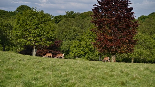 Red deer grazing in the parkland at Tatton Park
